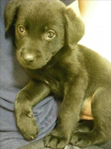 Baby Dog - Labrador Retriever: 