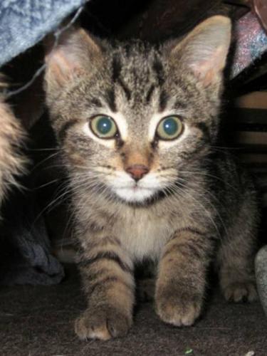 Baby Female Cat - Tabby - Brown: 