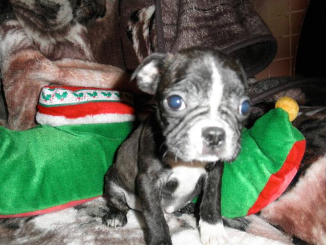 boston terrier,pups reduced for XMAS READY NOW
