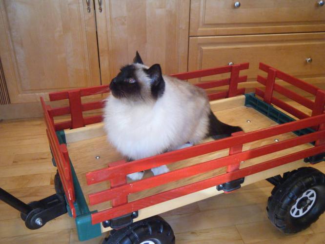 Child's wagon - cat not included