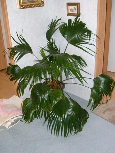 chinese large palm plant