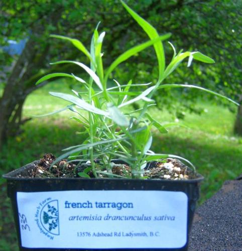 French Tarragon Plants
