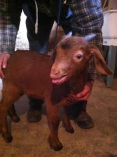 goats BOER BUCK FOR SALE