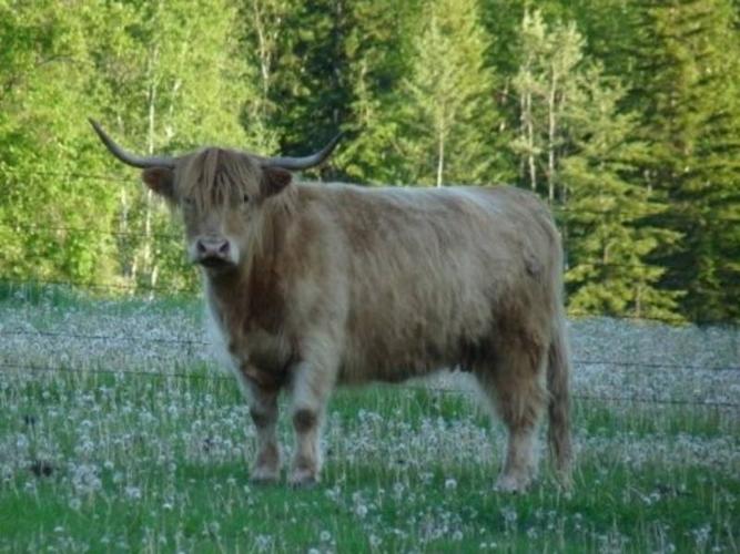 highland cattle for sale minnesota
