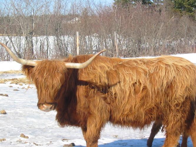 highland cow cost