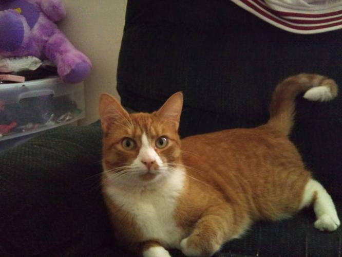 Orange Male Tabby Cat needing a home - Is Neutered