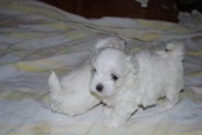 Really Cute Maltese Puppies waiting for the right family!!!!!