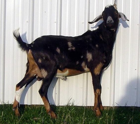 Registered Nubian yearling BUCK for sale, colorful buck goat