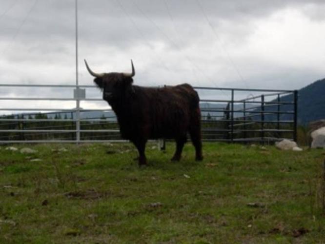 scottish highland cattle ohio