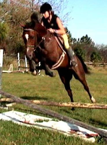 very fancy gelding jumps a course staduim and xc