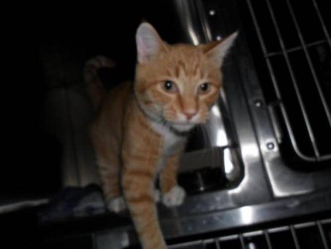 Young Male Cat - Tabby - Orange: 
