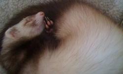 Cute sable one-year old ferret, female, very friendly, loves everyone!
Comes with:
5-story cage
TWO hanging hammocks for her cage
One hanging sofa-bed
Litter
FULL bag of food
Toys, toys, TOYS! She has a ton of toys, she loves squeaky toys
Five bags worth