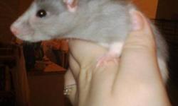 Well bred, healthy, happy Rats: 10$ each or 15$ for two.
Males and females of varying patterns and ages available.
Friendly, hand raised, easy to care for.
Contact Becca or Chris for more information:
Phone: (250) 754-4703
Location: Near the Port Place