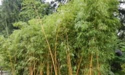 Phyllostachys vivax aureocaulis fast growing Timber Bamboo, full sun, up to 5 inch canes, grows to 30,40 feet or more in height, large ornamental Bamboo container grown 15 gallon size 150.00 each available @ Peninsula Flowers Nursery 8512 West Saanich Rd