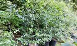 Prunus lusitanica, Portuguese Laurel, evergreen Laurel, glossy dark green leaves, white flowers with purplish black berries in fall, container grown, 15 gallon size 69.95 each, ideal for hedging or as a specimen plant, sun/part shade, 5 to 6 feet tall, 8