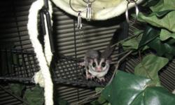 ?2 male sugar gliders for sale. They are both 1 1/2 years old. Sugar gliders are nocturnal, require special care, a special diet, and daily attention. They survive on a fresh diet, chicken, fruit, mealworms, and a special lead beater's concoction that