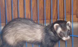 Hi, I have for sale 2 ferrets, boy (Bruiser/white) and girl (Jezabelle/black) both fixed and descented, both are 1.5 yrs old. Very good with kids and other pets. To go with them, I have their 5 foot cage, they are currently only in the bottom half, water