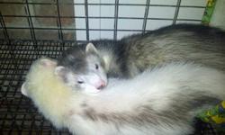 I have two young ferrets about 3 months old that I am selling because I unfortunately don't have the time to give them the attention i would like.
They have unique colouring and come with a 4 story cage, hammock, water bottle, food dish, litter box,