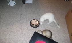 I have 2 female ferrets one is 2 years old and the other is about 6 months old, I love them but I have a 2 month old and I dont have the time to spend with them as much, they are cat and kid friendly, litter trained
cage will go with them and food and