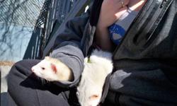 It breaks my heart to have to do this, but I have to sell both my ferrets. Both are males fixed and descented. Panda is about a year old, and bubbles is about 4 years. They come with tones of stuff, and a cage! Worth more then 300$ ... and 250 for each