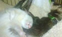 ***REDUCED***
I have 2 very loveable ferrets In need of a good home ASAP!
One is a male 4yrs and one female 2yrs both fixed, descended and tattooed
They both come with a ferret nation cage (3 story one), toys (a lot) hammocks one is a ship. ferret
