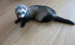 I have two loveable and playful ferrets for sale.  They have been cared for very much and make a great addition to your family and home.  They do not bite at all, taken care of and loved very much.  They are handled daily and use to being out of their