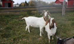 Offering for sale 2 registered percentage boer does. Both 3 years old and are big healthy does ready to breed for 2012 kids, asking $300 for the 50% doe and $400 for the higher percentage doe.
Also offering a beautiful purebred Nubian doe, 2 years old.