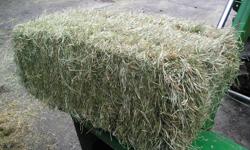 100 bales of 2nd cut , tall fescue, orchard . timothy . 40-50 lb bales