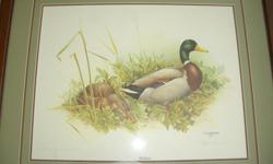 - Iconic version of Mallard breeding pair at nest;
- Professionally framed & double-matted print is 31"W x 26"H;
- Artist's Special Edition ( 38 / 100 );
- Numbered and signed by the artist;
- Perfect condition.