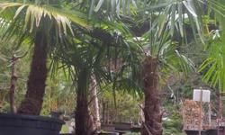 Windmill Palms, Trachycarpus fortunei, Vancouver Island container grown Windmill Palms, evergreen, deer resistant, 45 gallon size, available @ 450.00 each, @ Peninsula Flowers Nursery 8512 West Saanich Rd 250 652 9602
Opening hours on our mobile website