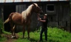 i have a 4 year old belgian gelding for sale...
He is 19+ HH light chestnut with a with strip down his face...
his name is Rocky, i would like 900 dollars for him or i am willing to trade for something a bit smaller and 250 dollars...
he is just to tall