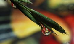 Snaps Drops Inc. Award winning water drop images.
"Christmas Special"
50% off Art Gallery quality Canvas Prints on pre paid orders.
Canvases will be on display at the :
"2011 Christmas Craft Festival"
Dartmouth Sportsplex 110 Wyse Road, Dartmouth, NS
