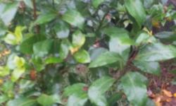 Bay Laurel (Laurus Nobilis) evergreen shrub or conical tree, fragrant leaves, small, yellow flowers, black Berries ideal as privacy Hedge, Windbreak, visual Screen or as Topiary, 5 gallon size 28.95 each, available @ Peninsula Flowers Nursery 8512 West