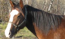 Bud is a quiet, 5 year-old Quarter Horse gelding. He is well-started, strong, stout horse. He needs an experienced rider as he can buck.  Call 780-872-9761