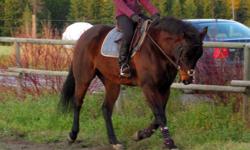 For Sale:
"Jazz": 6 year old, 15.2 registered QH gelding. He has a very sweet personality with good ground manners, clips, baths, loads and good for the farrier. He has a lovely, smooth, long stride and would do well in any show ring, from pleasure