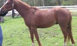 Firefly has been steadily trail ridden all summer. He has lovely hunter type movement. Big flat walk and extented trot. No baggage, vices or problems. Completed a competitive trail ride and set speed ride this summer with ease. Registered Chestnut Arabian