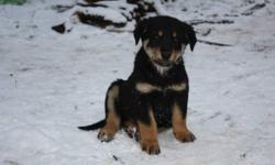A herd of healthy farm-raised puppies from a lovely bordie collie/lab mix mama (sire unknown). They all look very similar: black bodies with brown points, and some have a little white on chest/feet. Their mom is very good with kids and babies, has never