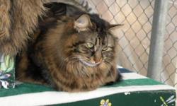 Breed: Tabby - Brown Domestic Medium Hair - brown
 
Age: Adult
 
Sex: F
 
Size: L
Katya is a big beautiful girl. She has quite a lions mane that frames her pretty face. Katya was a little grumpy when she first arrived in our cat room, but has settled in