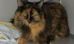 Breed: Tortoiseshell Domestic Long Hair
 
Age: Adult
 
Sex: F
 
Size: M
Renata is a beautiful cat who is very shy. She was very upset to find herself at the shelter but has calmed down and become a gentle girl. Renata still tends to hide under her bed and