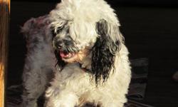 5 year old female cockapoo (owner moved to Mexico )
 Loves to go for walks ,she will even bring you her leash. She can be taken off leash in dog parks . She is excitable and always wanst to play fetch . She is 18 to 22lbs.
She needs a place where she can