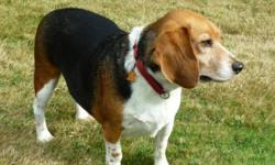 Breed: Beagle
 
Age: Adult
 
Sex: M
 
Size: M
Gus, a 4yo beagle, is proving to be a really easy guy to live with, likes other dogs, loves kids and generally not overly demanding. There is lots of activity in his foster home and he will play or cuddle with
