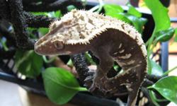AR REPTILES IS HAVING THEIR HOLIDAY SALE FROM NOW UNTIL JANUARY 8TH!
GIVE A HAPPY CRITTER A NEW HOME FOR THE HOLIDAYS, OR BRING IN THE NEW YEAR WITH AN EXCITING NEW PET!
Crested geckos are a very hardy, low-maintenance pet. As a fruigivorous species, they