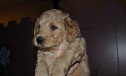 LABRADOODLE PUPPIES - MULTI GENERATIONAL AUSTRALIAN LABRADOODLES READY MID DECEMBER. Fully registered breeder with ALAA (Gold Paw Status!) and ALCA. Colours in RED,  CREAM, AND APRICOT - both sexes available.  Medium size.  D.O.B Oct.11th  PUPPY will be