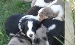 Australian shepherd puppies for sale. 3 pups available. They are 10 weeks old, and ready to go to good homes now. 2 red merles (males), and 1 blue merle (male). $50.00 non refundable deposit to hold puppies.These pups are very friendly, playful, and are
