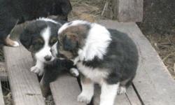 8 puppies to be sold. Mother is pure bred Australian Shepherd and father is Border Collie. Puppies will be ready in a couple of weeks. Outdoor dogs that are friendly and love to play and run. I am reducing the price by $75 to $275!
Here is a video of the