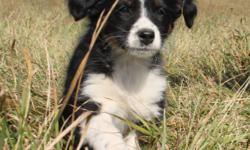 Australain Shepherd Sheep Dog Puppies for sale.  Both parents are purebred Australian Shepherds.  Puppies are ready to leave the weekend of the 3rd of November.  We have  9 tri-coloured and 2 reds.  They have their tails because i refuse to cut them.