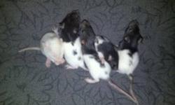 Recently my pet rat just had 9 babies and even though i would love to keep them all, their outgrowing there cages too fast. Each baby has been hand tamed and they are all very friendly. I will be selling them for 5 dollars each.