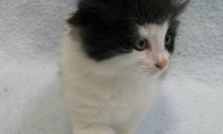 Breed: Domestic Long Hair
 
Age: Baby
 
Sex: M
 
Size: S
Hodge was brought in with his 2 brothers and 2 sisters. He is a very nicely marked Black and White kitten. He has a very unique white tip on his tail! Him and his brother Podge are a perfect pair!