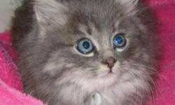 Breed: Domestic Long Hair-gray
 
Age: Baby
 
Sex: M
 
Size: M
Jenna was born about September 7th, 2011. What a sweet little creature. The adoption fee is $70.00. If you want to adopt two cats the fee is $100.00 for both. This adoption fee includes the