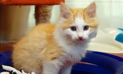 Breed: Domestic Long Hair
 
Age: Baby
 
Sex: M
 
Size: M
Primary Color: Orange
Secondary Color: White
Age: 0yrs 3mths 1wks
Animal has been Neutered
 
View this pet on Petfinder.com
Contact: BC SPCA South Okanagan/Similkameen Branch, Penticton | Penticton,